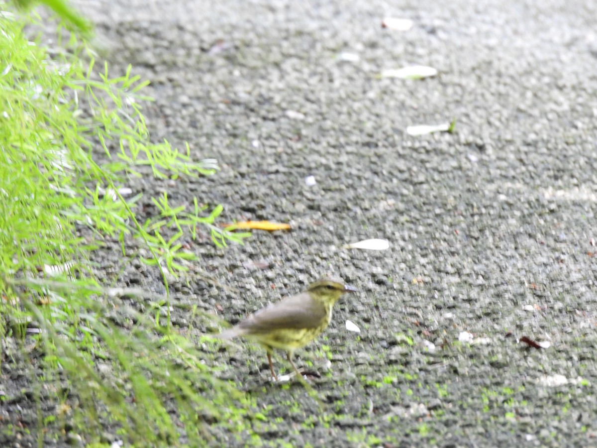 Northern Waterthrush - ML623395520