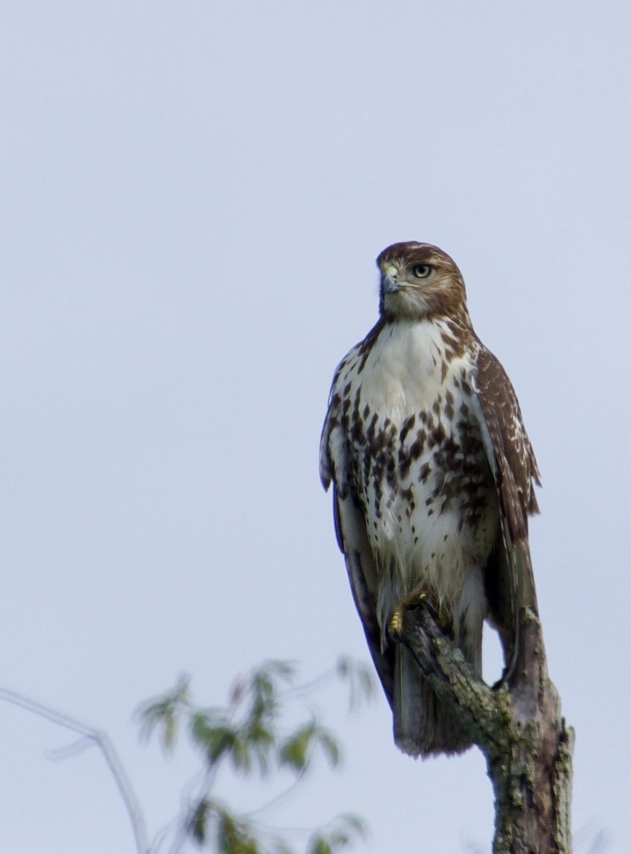 Red-tailed Hawk - ML623395569