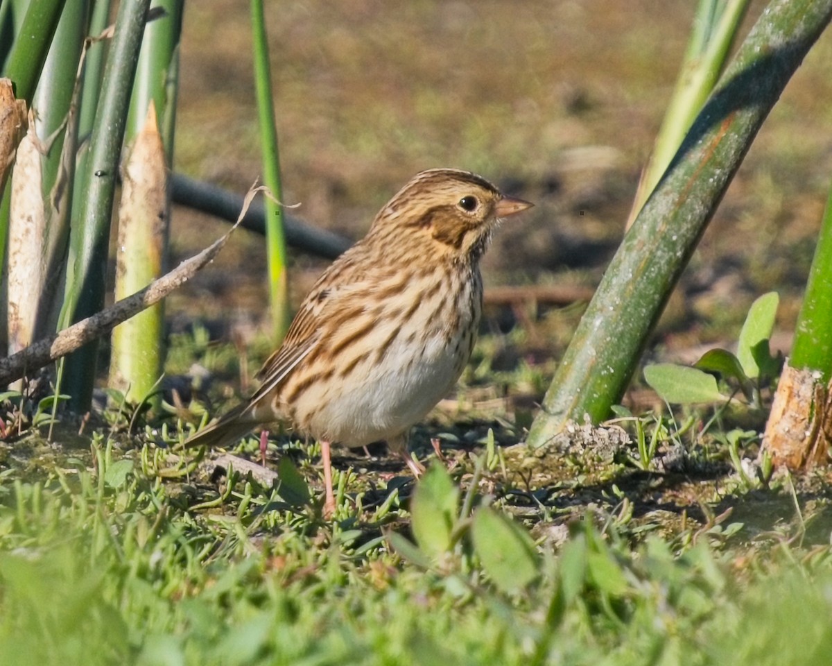 Savannah Sparrow - ML623395588