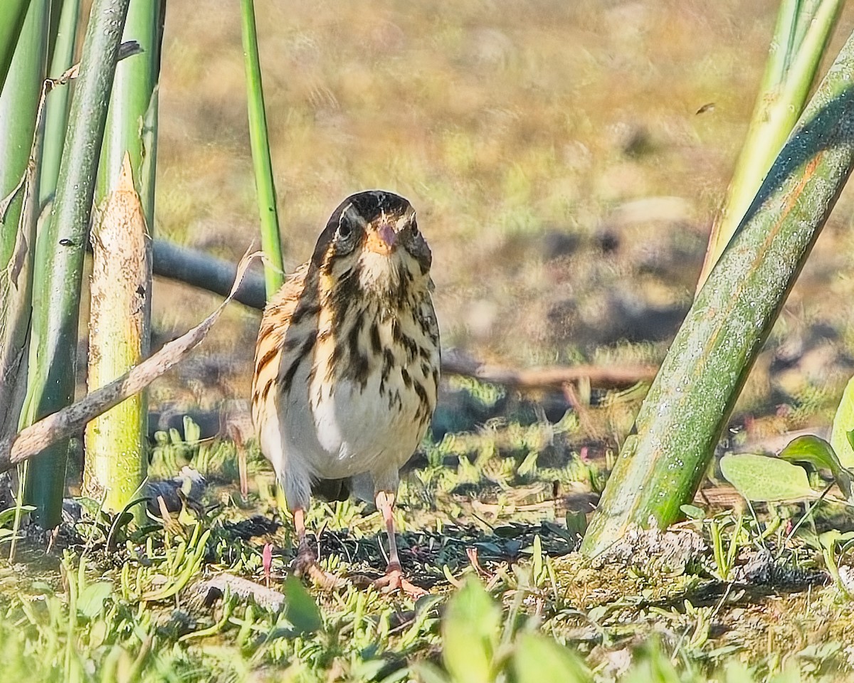 稀樹草鵐 - ML623395589