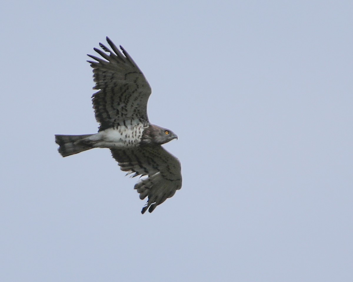 Short-toed Snake-Eagle - ML623395619