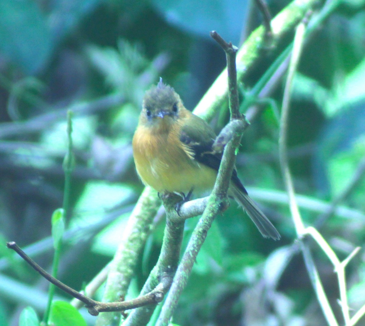 Tufted Flycatcher - ML623395620