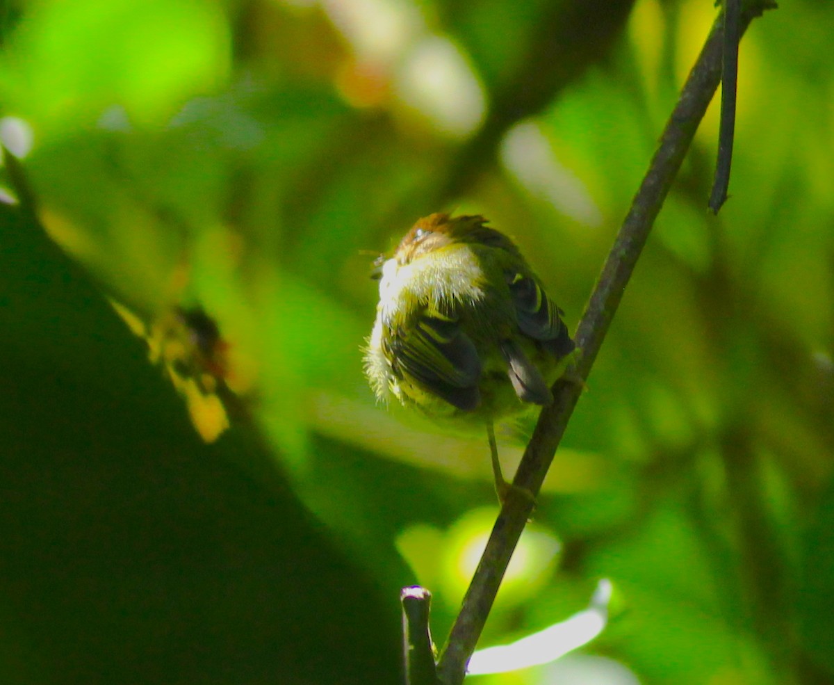 Scale-crested Pygmy-Tyrant - David Segura