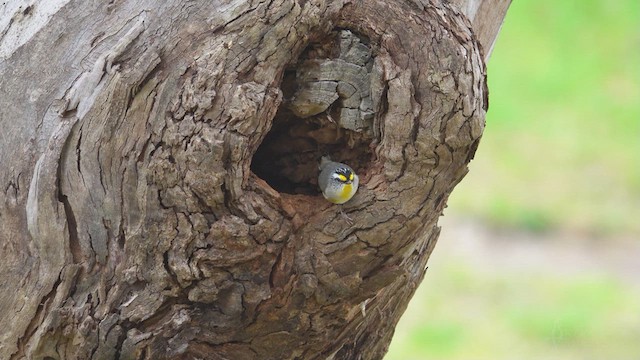 Striated Pardalote - ML623395629