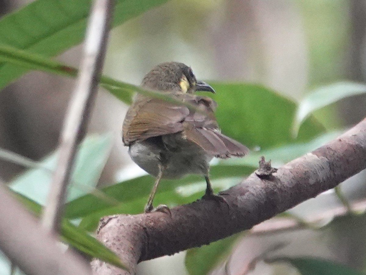 Puff-backed Honeyeater - ML623395651