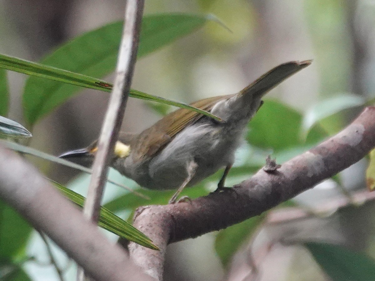 Puff-backed Honeyeater - ML623395652