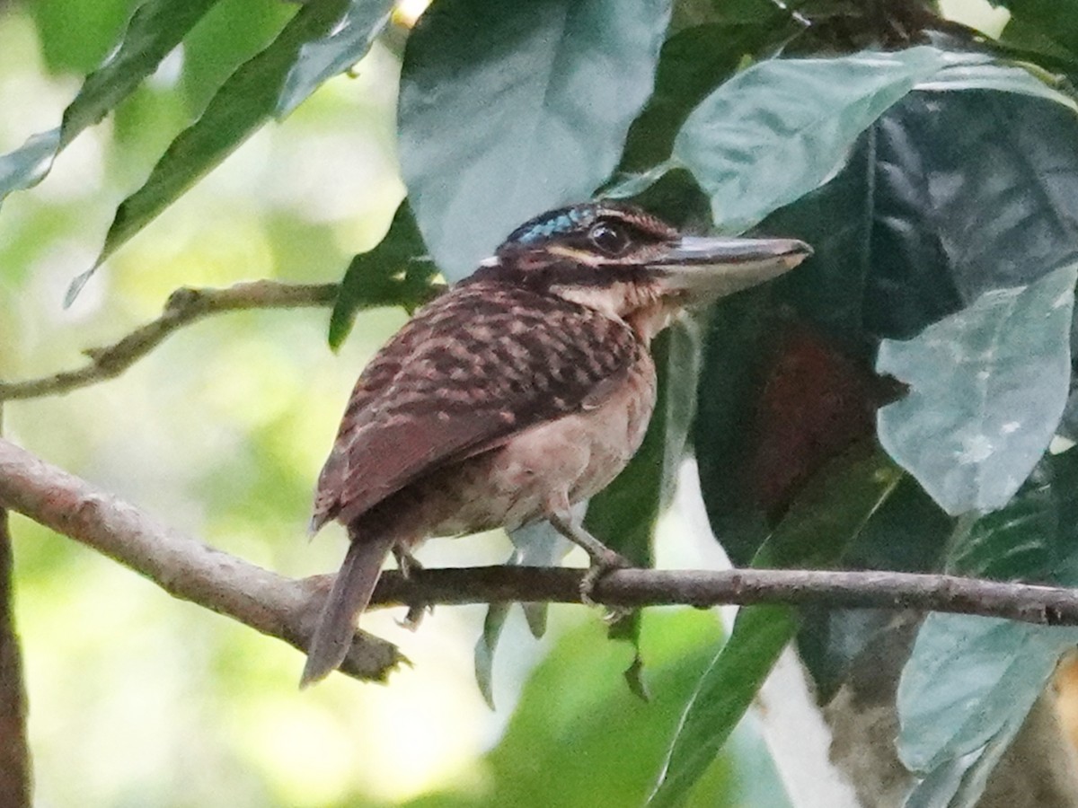 Hook-billed Kingfisher - ML623395671