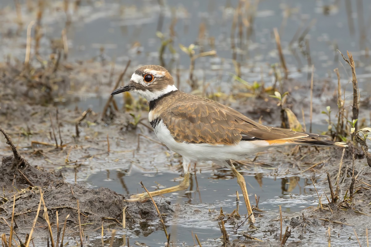 Killdeer - Michael Bowen