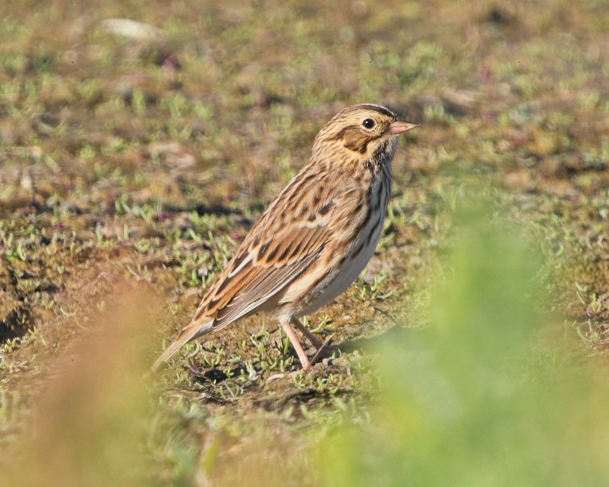 Savannah Sparrow - ML623395685