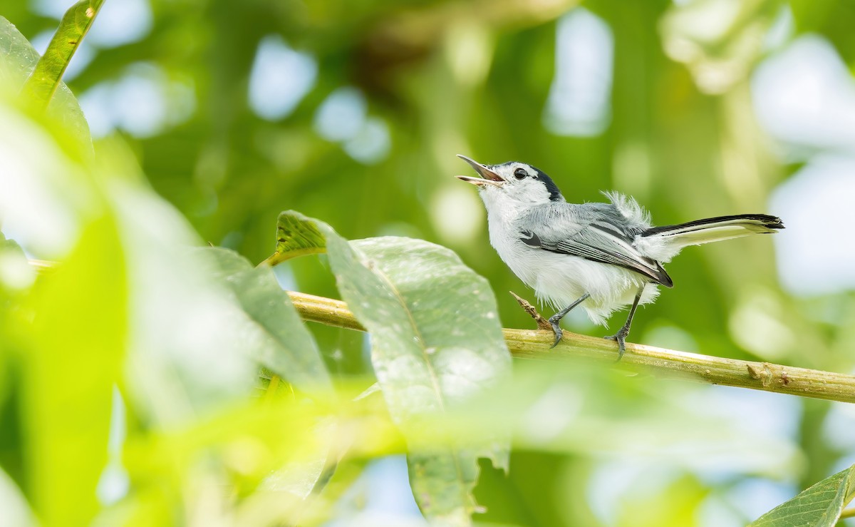 White-browed Gnatcatcher - ML623395690