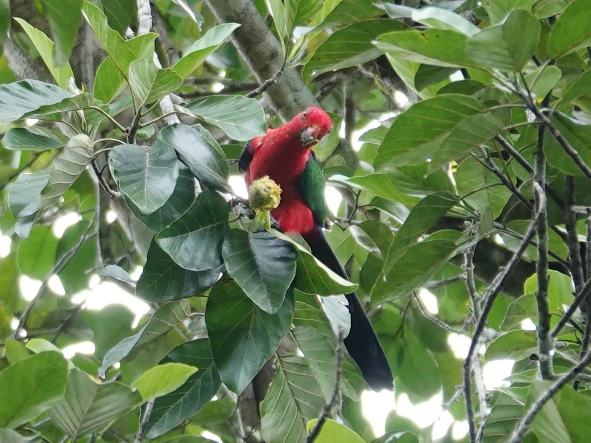 Moluccan King-Parrot - ML623395791