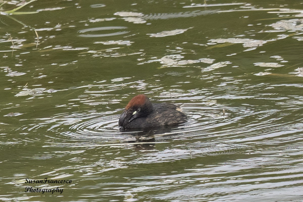 Little Grebe - Susan Francesco