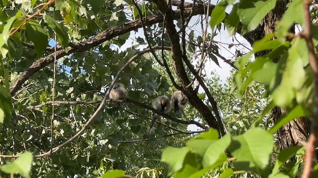 Bushtit - ML623395869