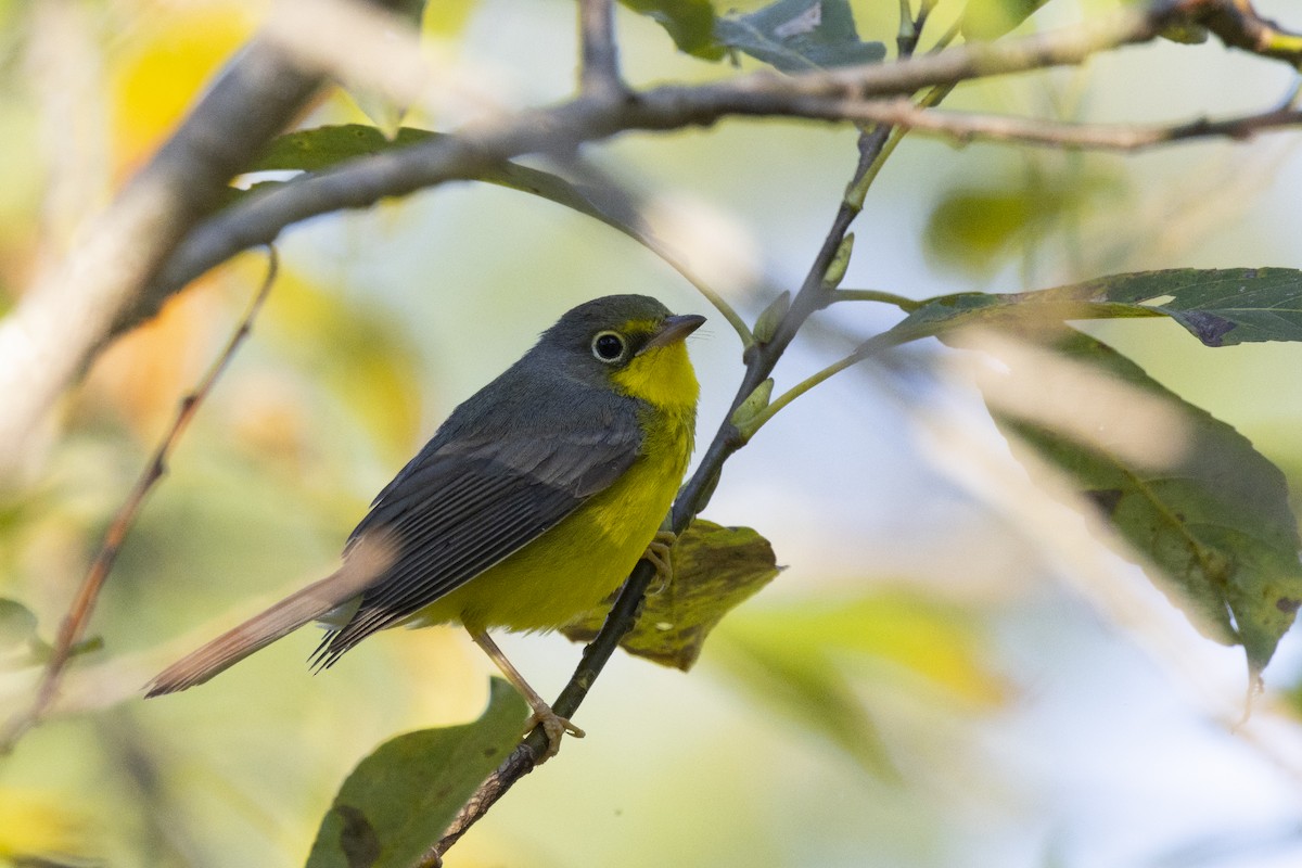 Canada Warbler - ML623395989