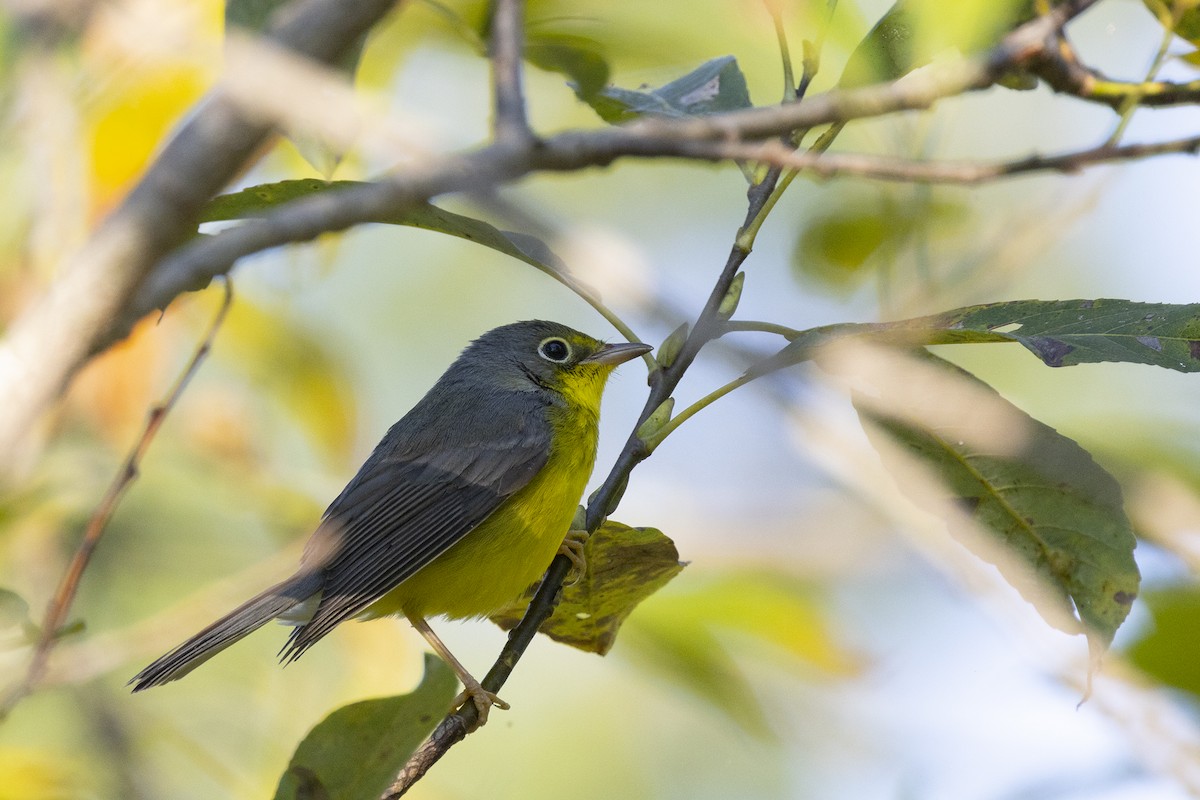 Canada Warbler - ML623395990