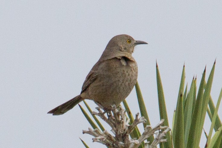 Curve-billed/Bendire's Thrasher - ML62339601