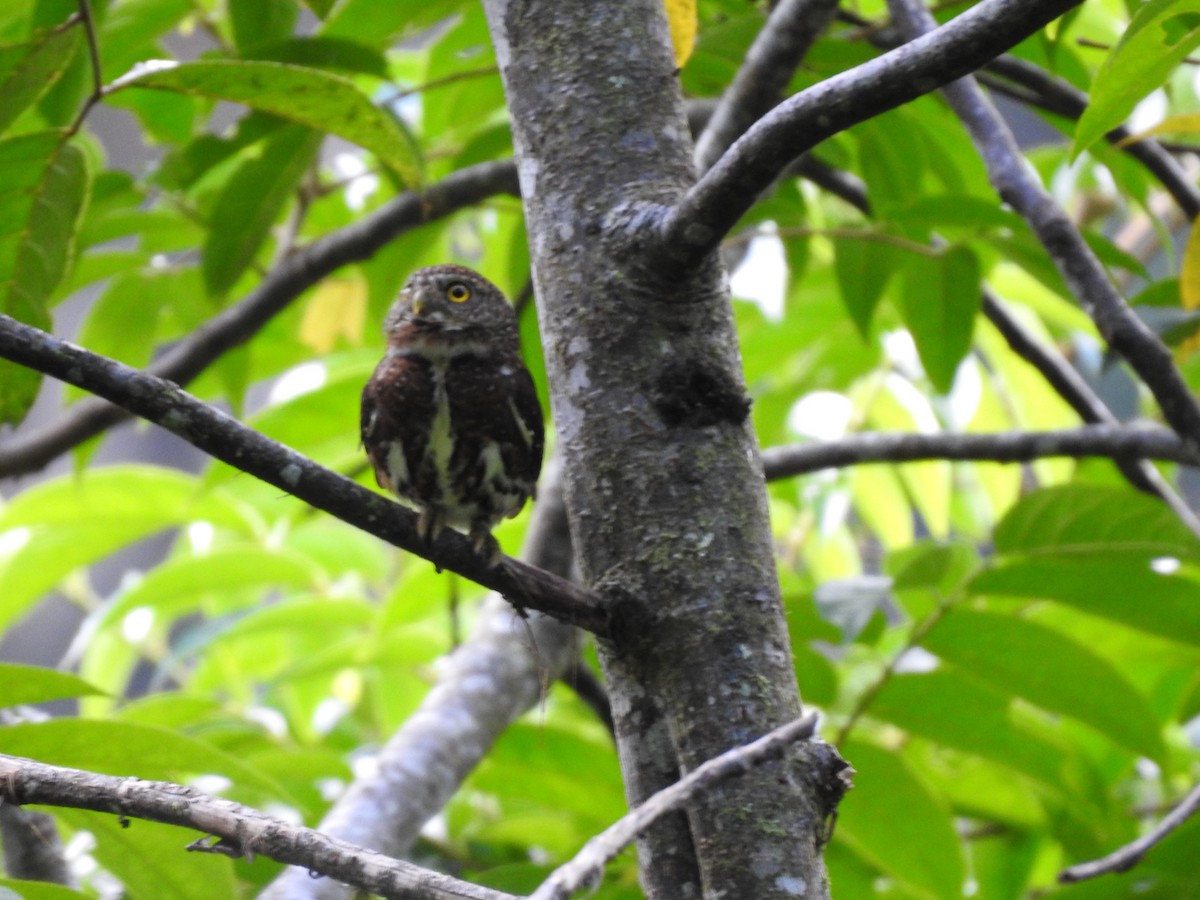 Costa Rican Pygmy-Owl - Erick Barbato