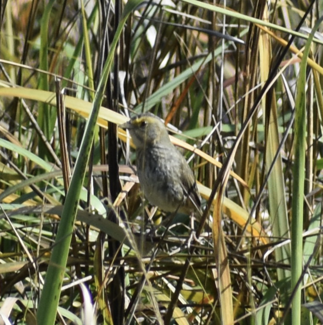 Seaside Sparrow - ML623396034