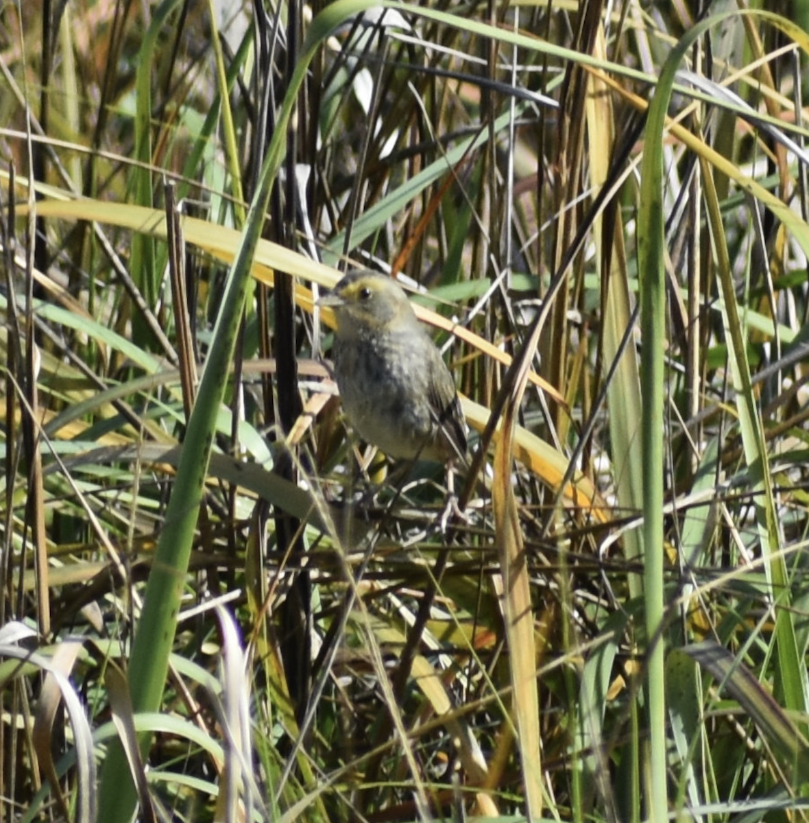 Seaside Sparrow - ML623396035