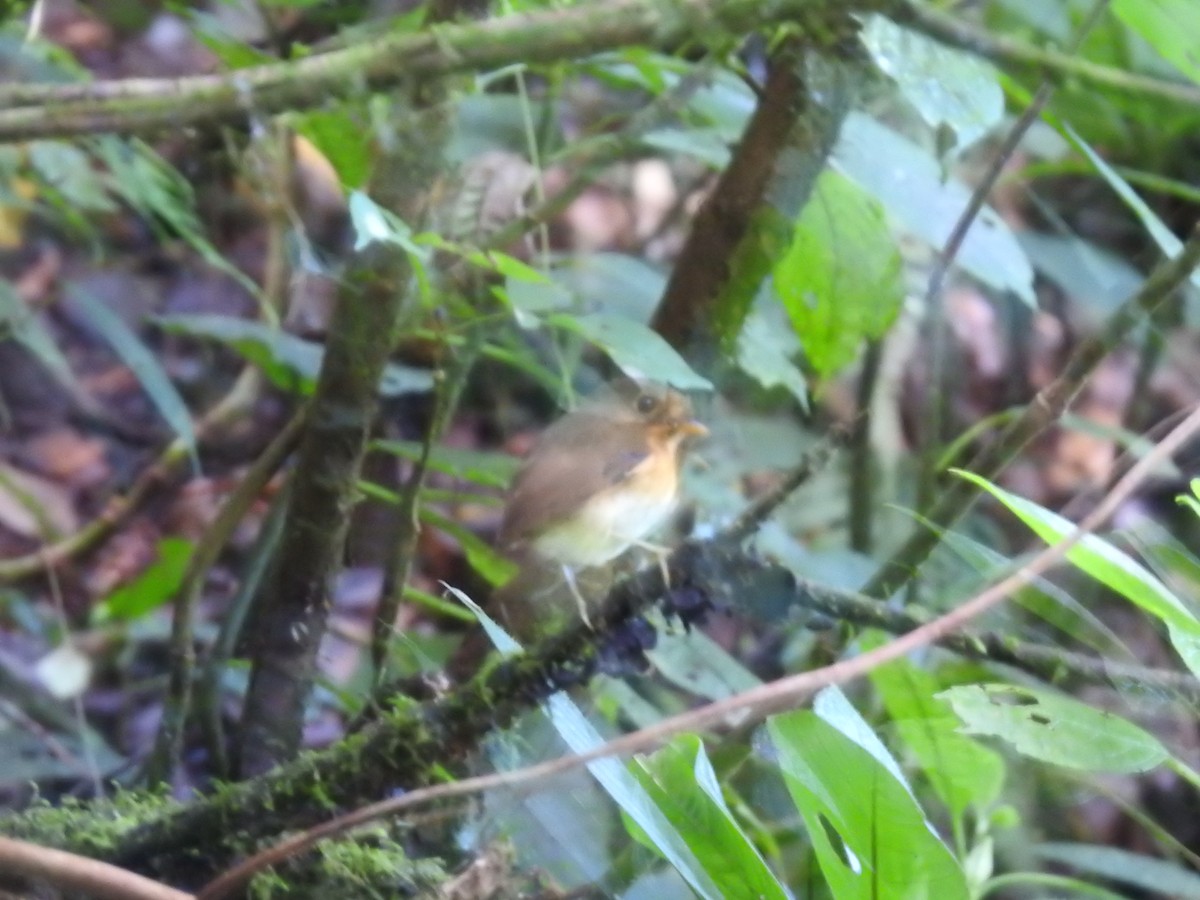 Ochre-breasted Antpitta - ML623396050