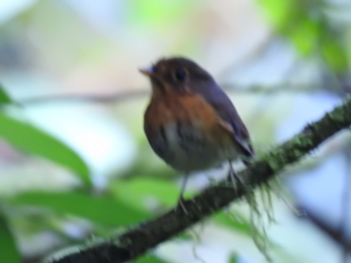 Ochre-breasted Antpitta - ML623396051