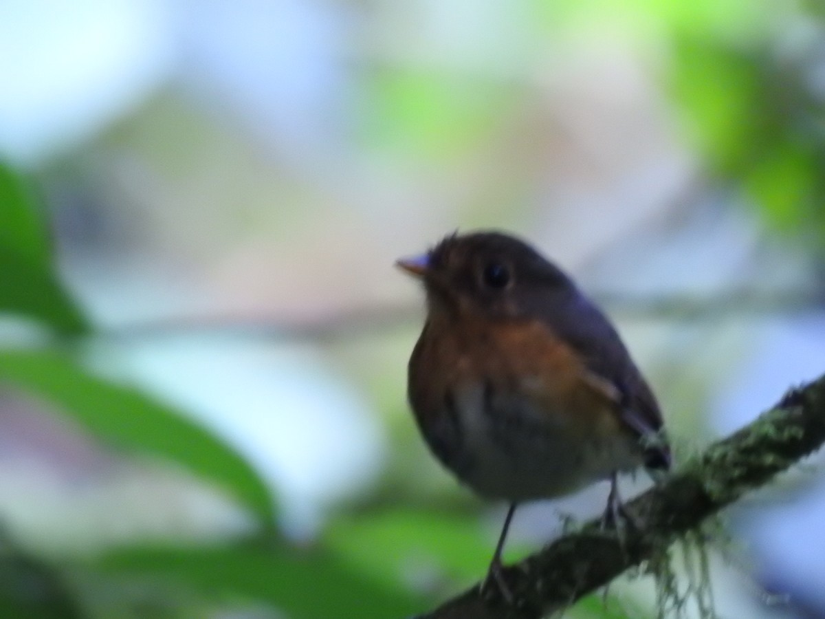 Ochre-breasted Antpitta - ML623396052