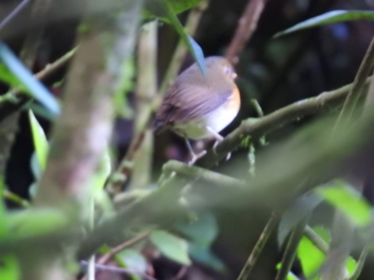 Ochre-breasted Antpitta - ML623396053