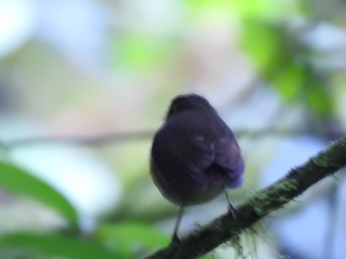 Ochre-breasted Antpitta - ML623396054