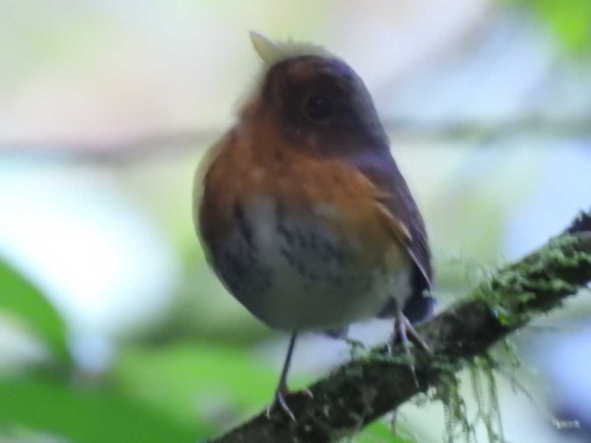 Ochre-breasted Antpitta - ML623396055