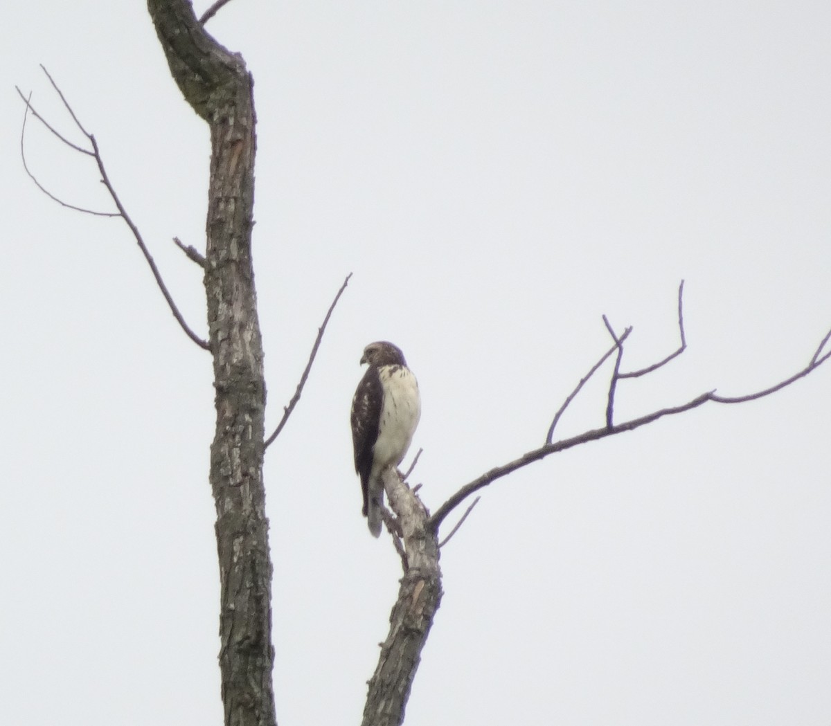 Broad-winged Hawk - ML623396079