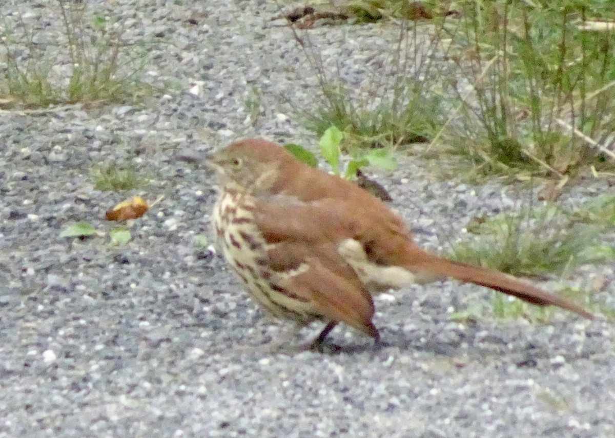 Brown Thrasher - ML623396108