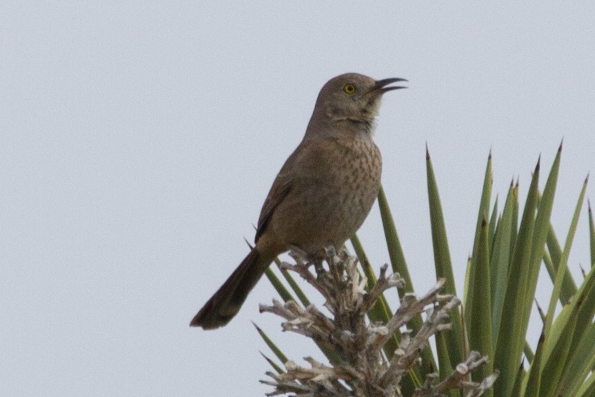 Curve-billed/Bendire's Thrasher - ML62339611