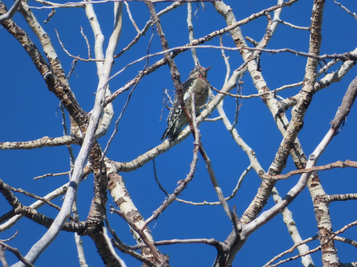 Red-naped Sapsucker - ML623396129