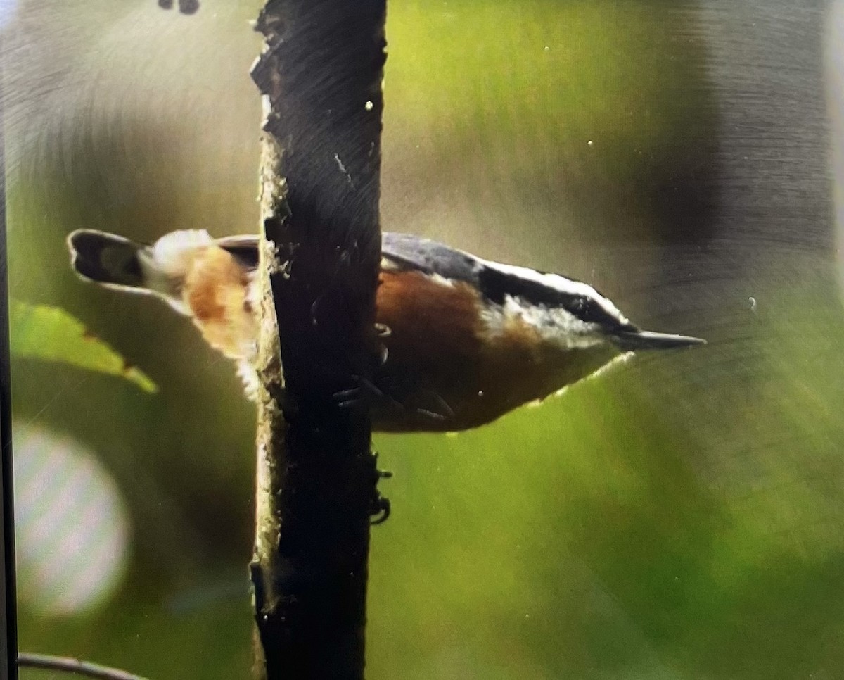 Red-breasted Nuthatch - ML623396134