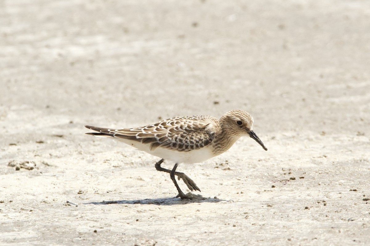 Baird's Sandpiper - Jennie Leonard