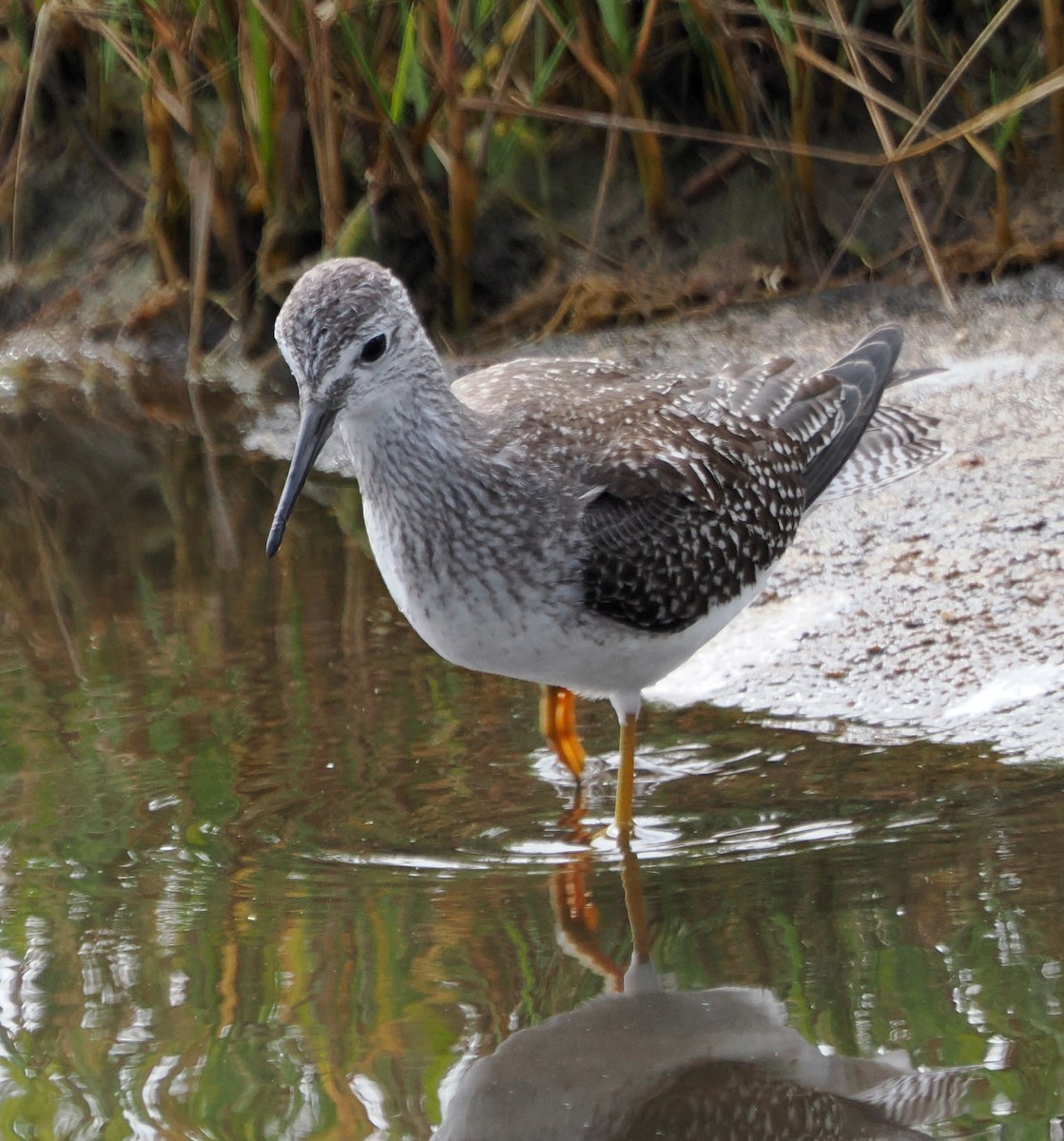 Lesser Yellowlegs - ML623396243