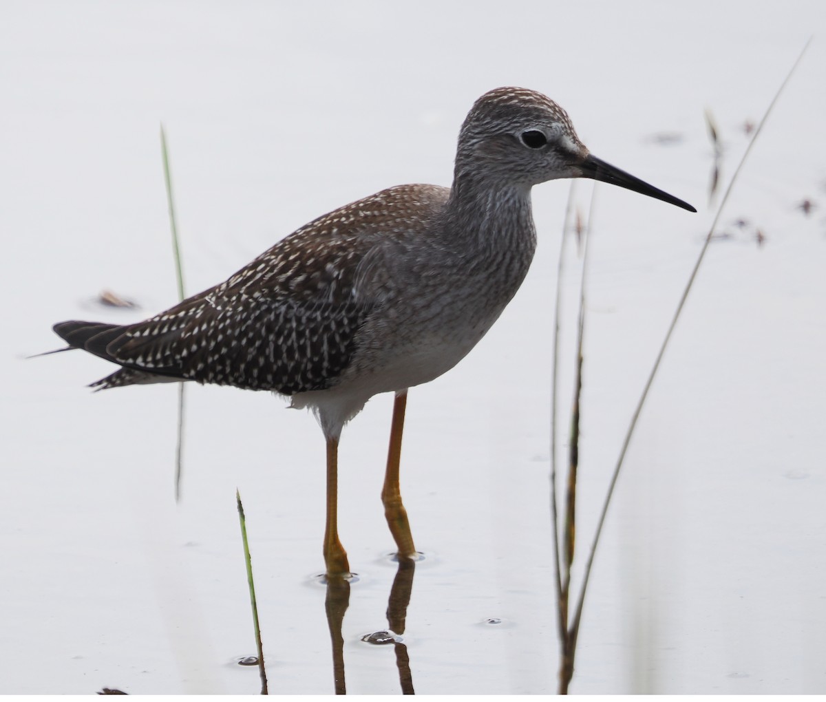 Lesser Yellowlegs - ML623396244