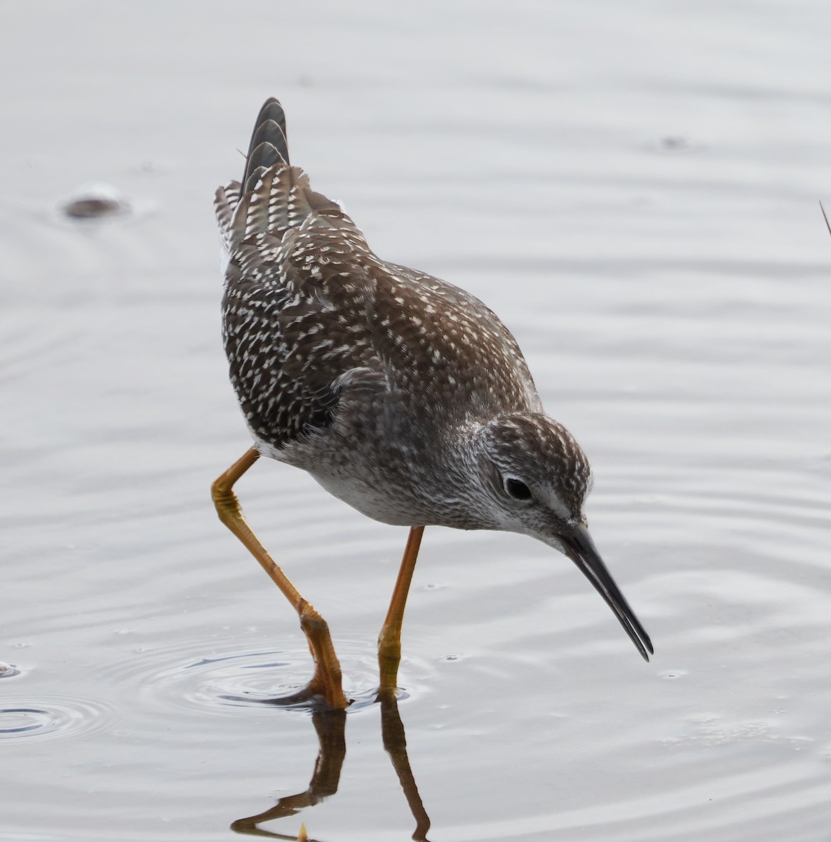 Lesser Yellowlegs - ML623396245