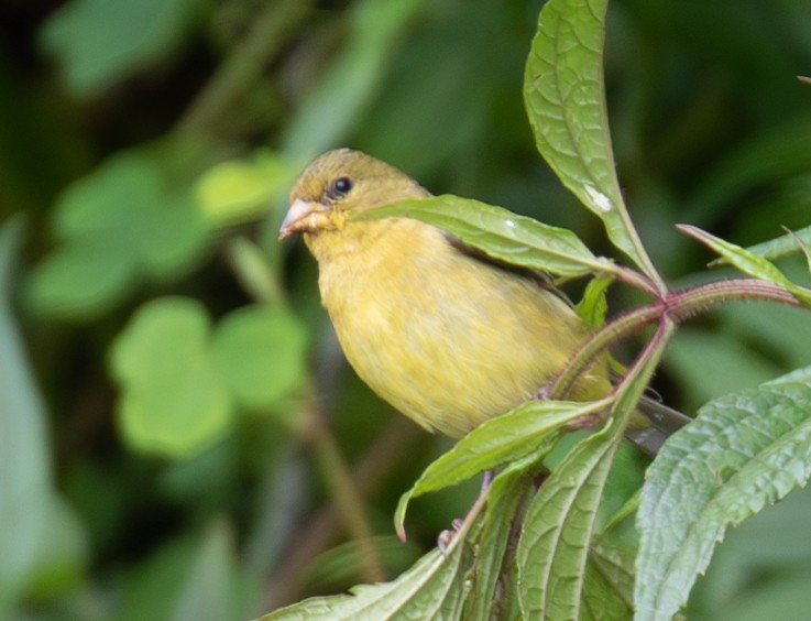 Andean Siskin - ML623396247