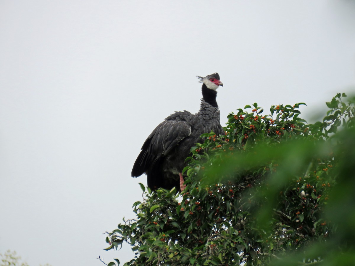 Northern Screamer - ML623396250