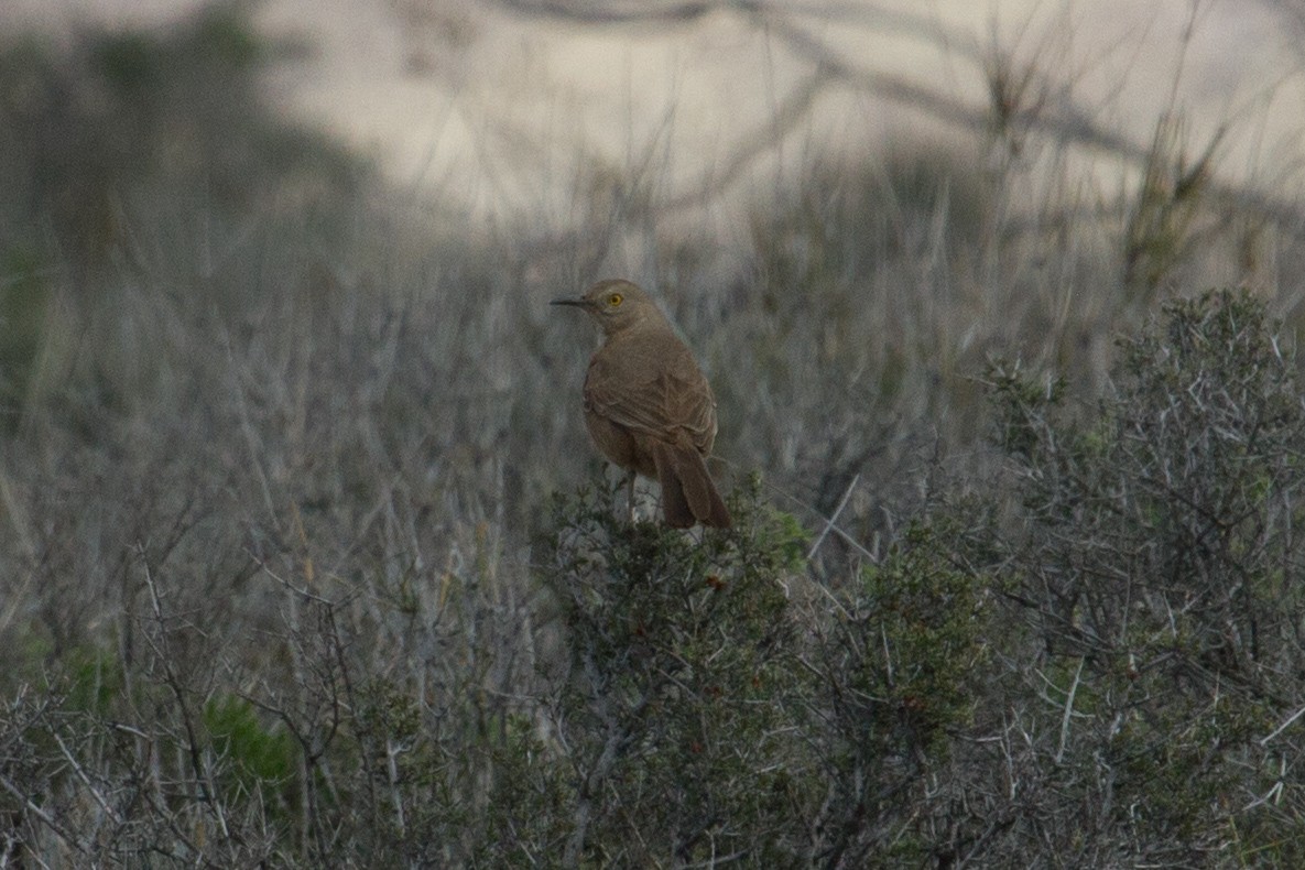 Curve-billed/Bendire's Thrasher - ML62339631