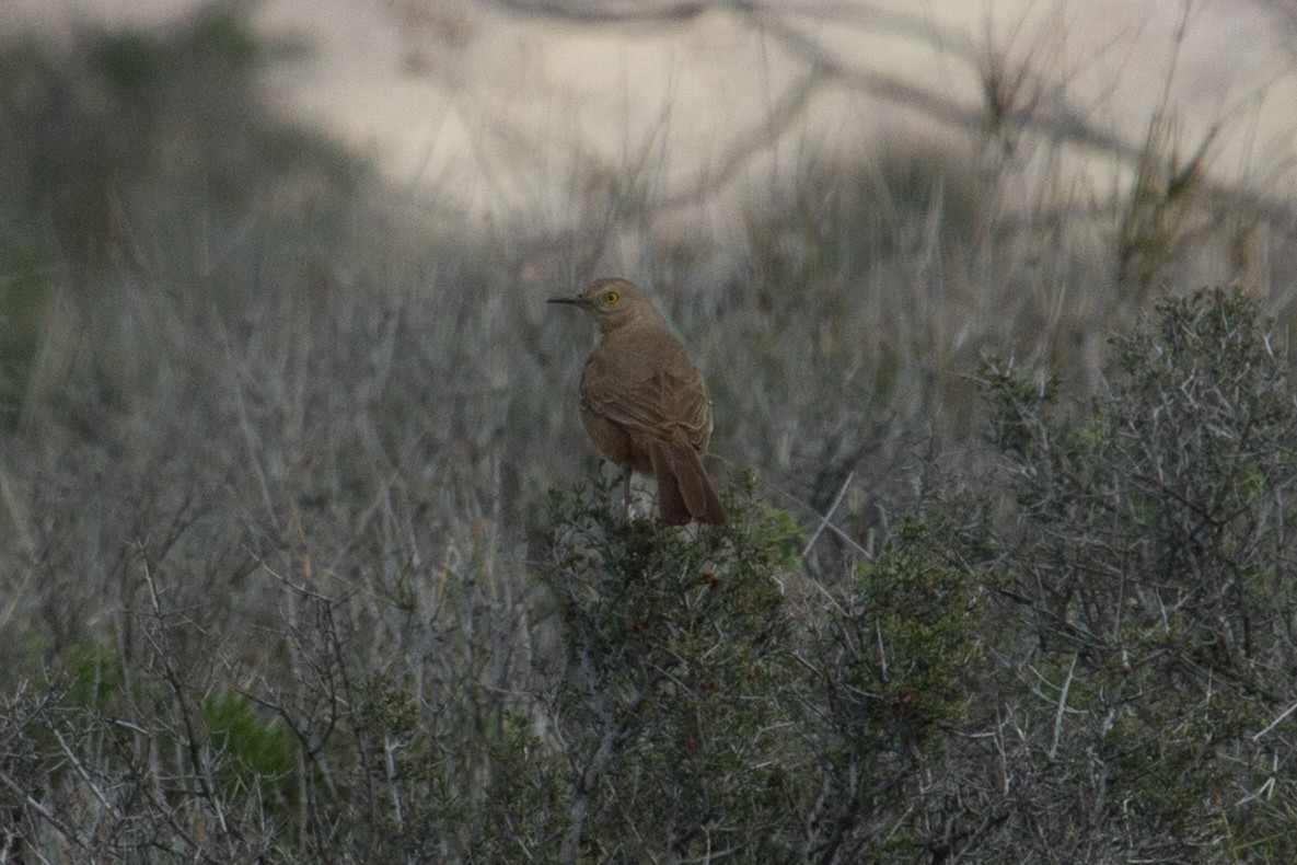 Curve-billed/Bendire's Thrasher - Scott Heidorn