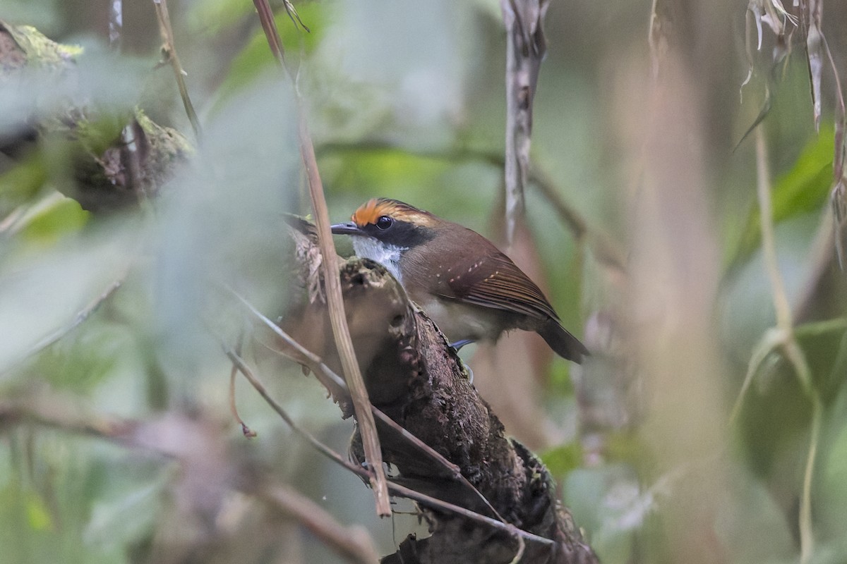 White-browed Antbird - ML623396332