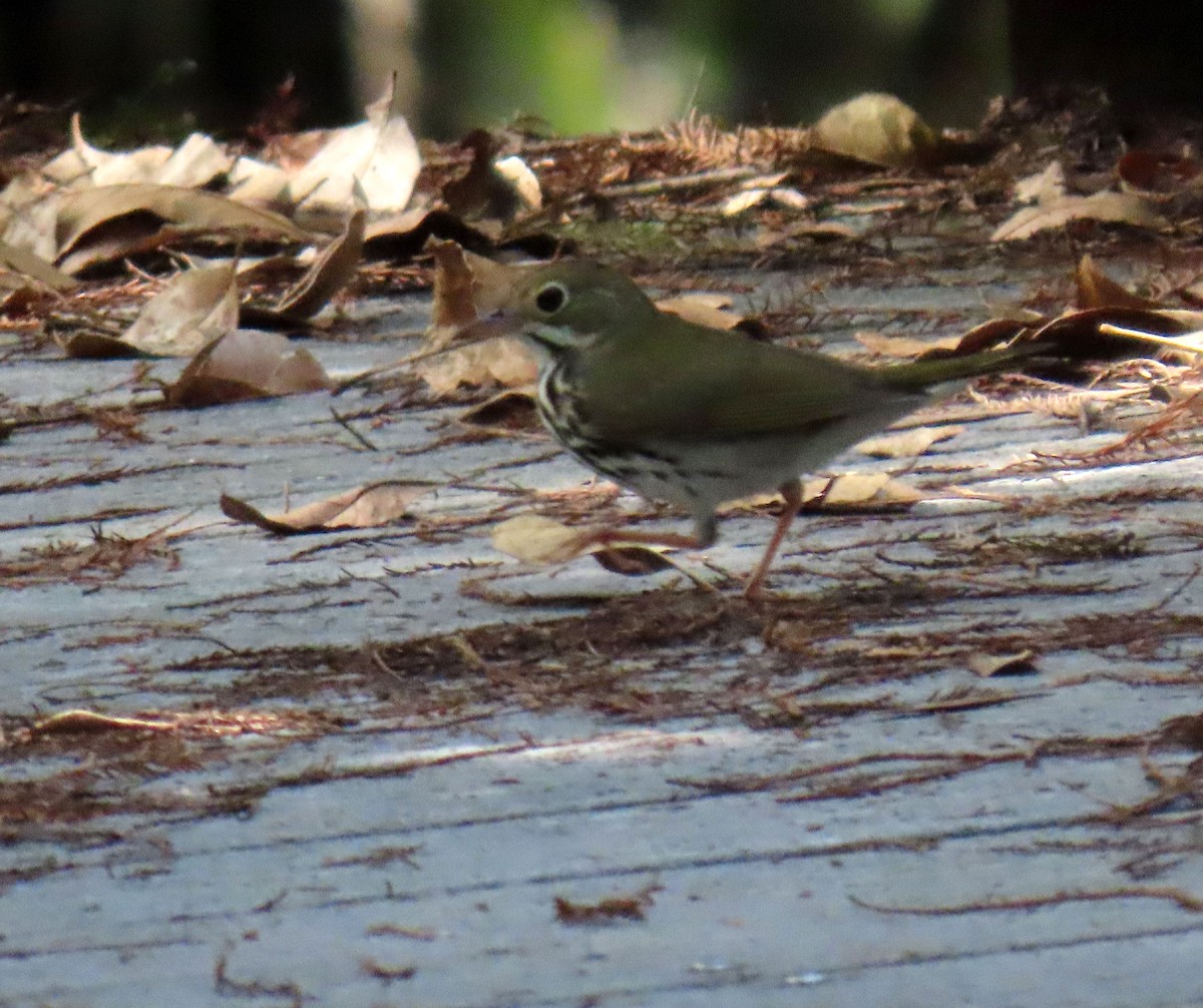 Ovenbird - Monica Higgins