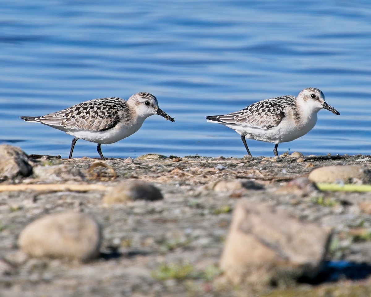 Sanderling - ML623396367