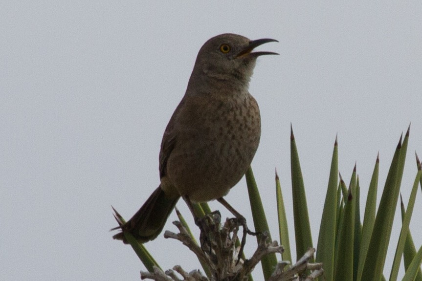 Curve-billed/Bendire's Thrasher - ML62339641