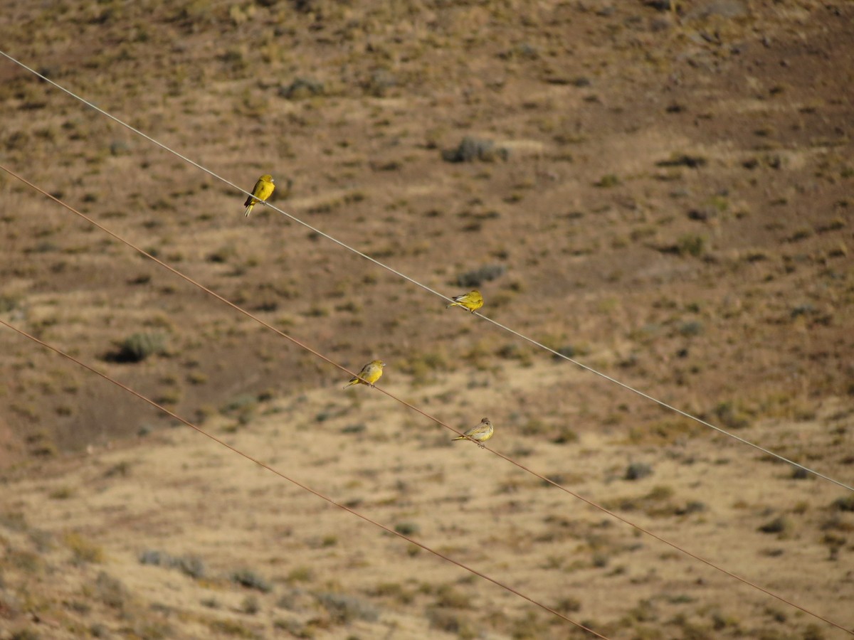 Greenish Yellow-Finch - ML623396432