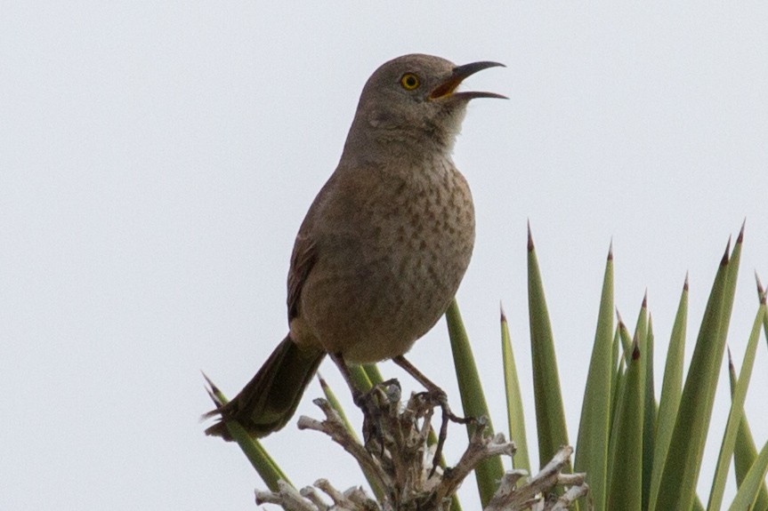 Curve-billed/Bendire's Thrasher - Scott Heidorn