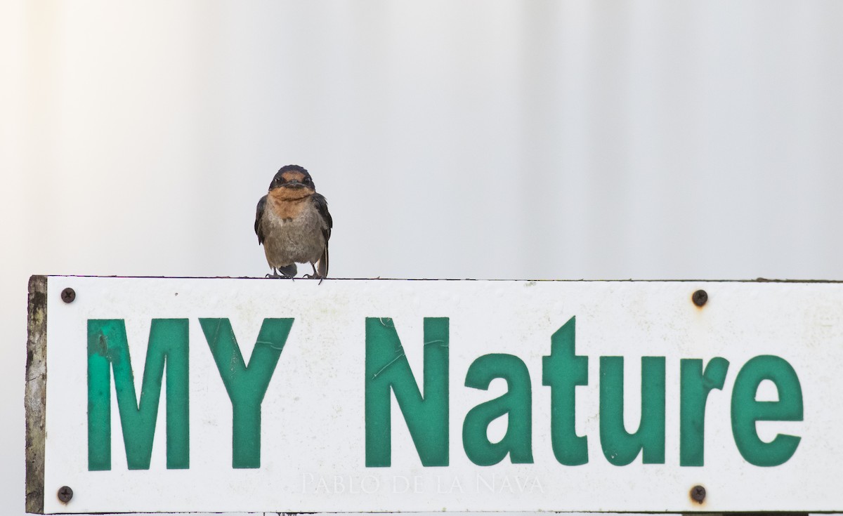 Pacific Swallow (Pacific) - ML623396515