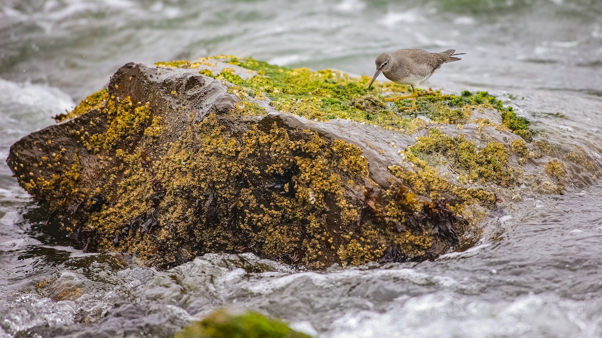 Wanderwasserläufer - ML623396554